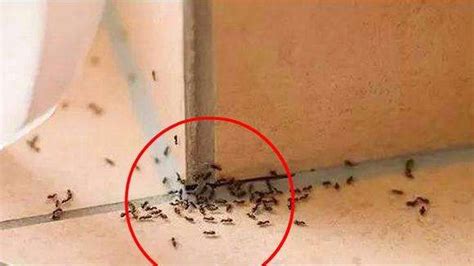 龍眼樹 風水 家里突然出现很多蚂蚁